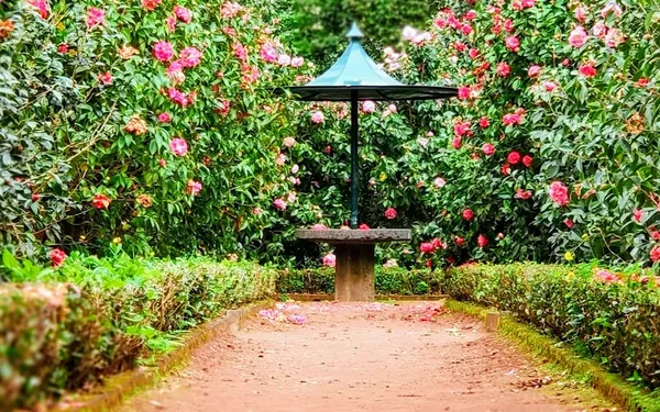 10 Smart Ways to Maximize a Small Garden or Patio